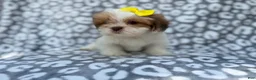 Lhasa Apso dogs for sale: Grace - Ad 9