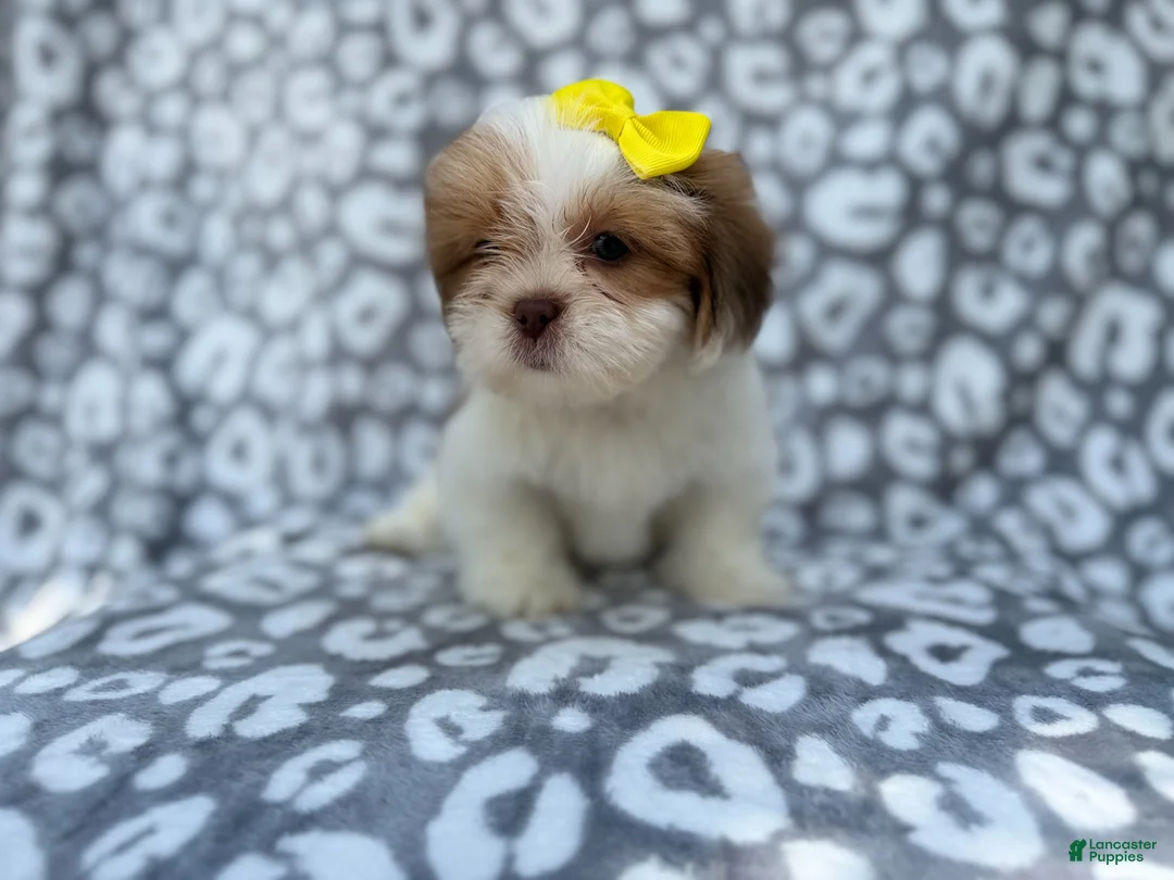 Lhasa Apso dogs for sale: Grace - Ad 9