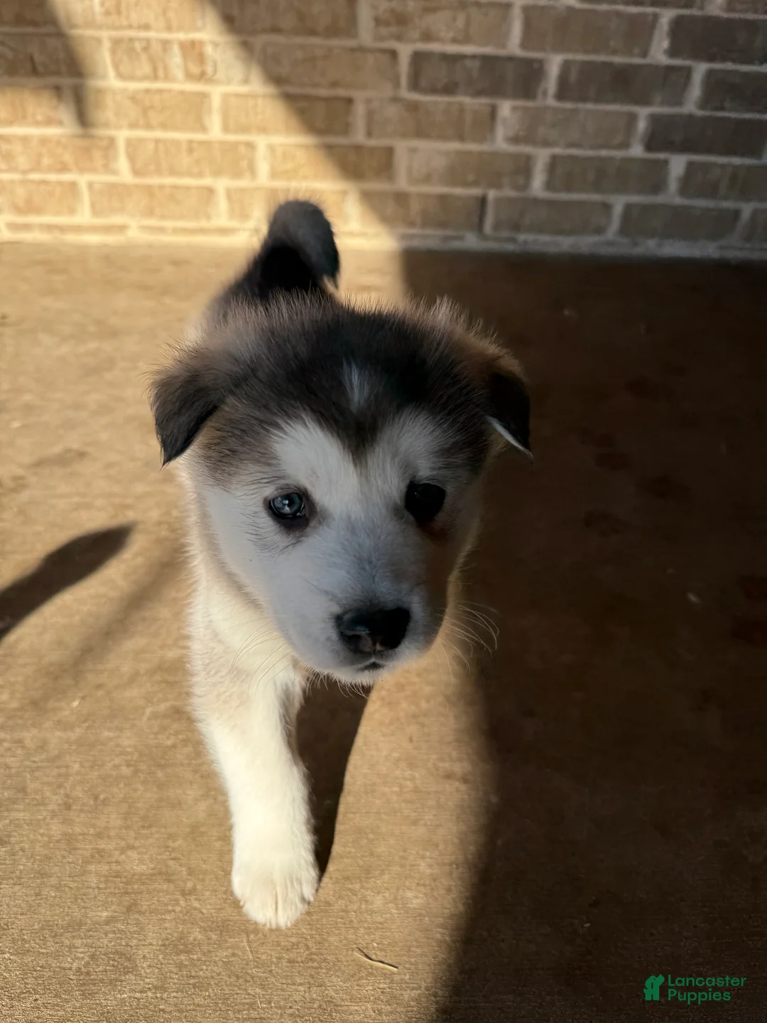 Alaskan Malamute dogs for sale: Alaskan Malamute Puppy 1 - Ad 6