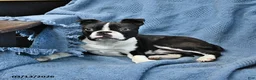 Boston Terrier dogs for sale: Jasper - Ad 1