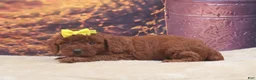 Miniature Poodle dogs for sale: Ember - Ad 4