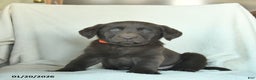 Labrador Retriever dogs for sale: Jake  - Ad 4