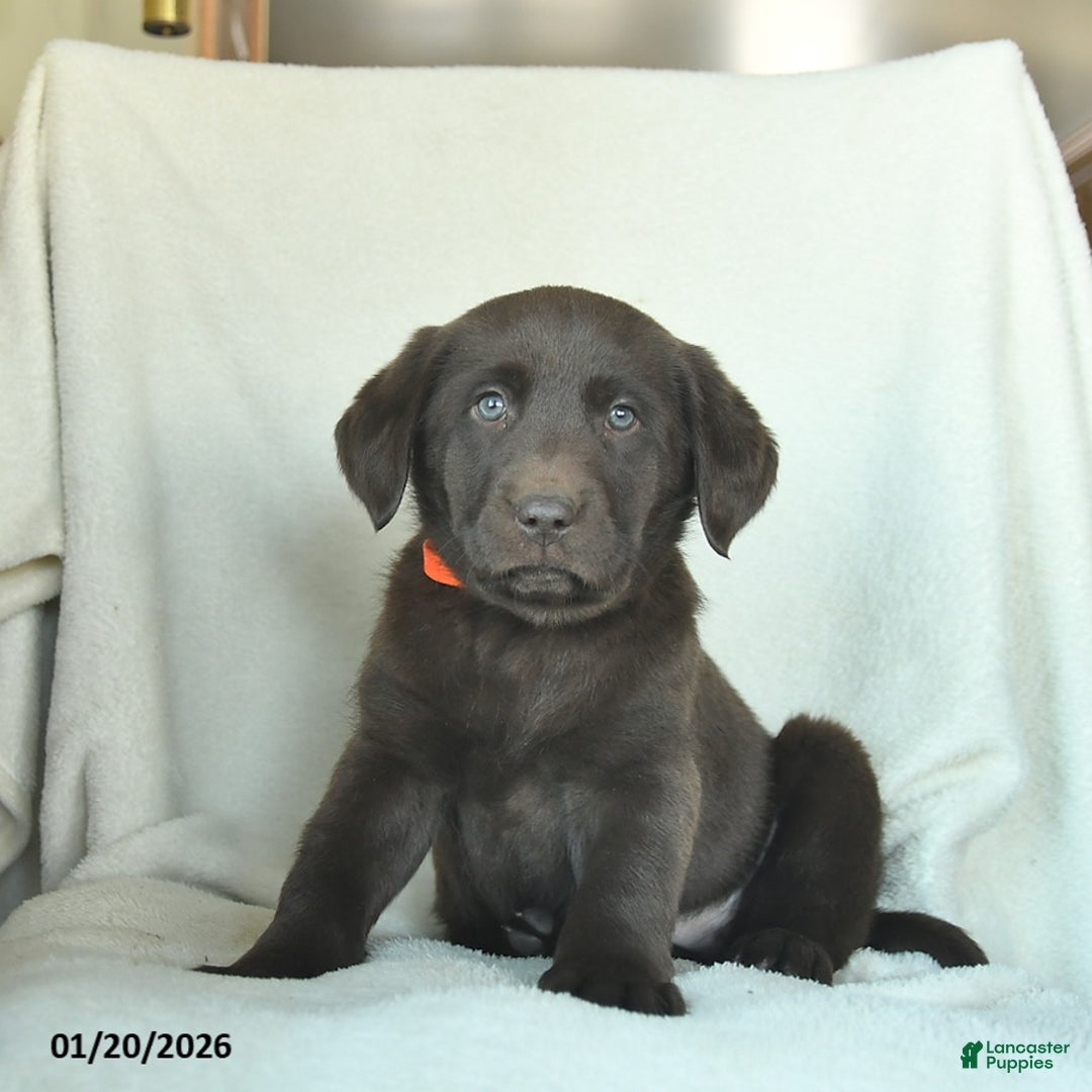Labrador Retriever dogs for sale: Jake  - Ad 4