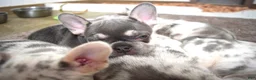French Bulldog dogs for sale: Tessa - Ad 3