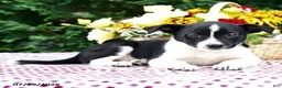 Mixed Breed dogs for sale: Cassie   - Ad 2