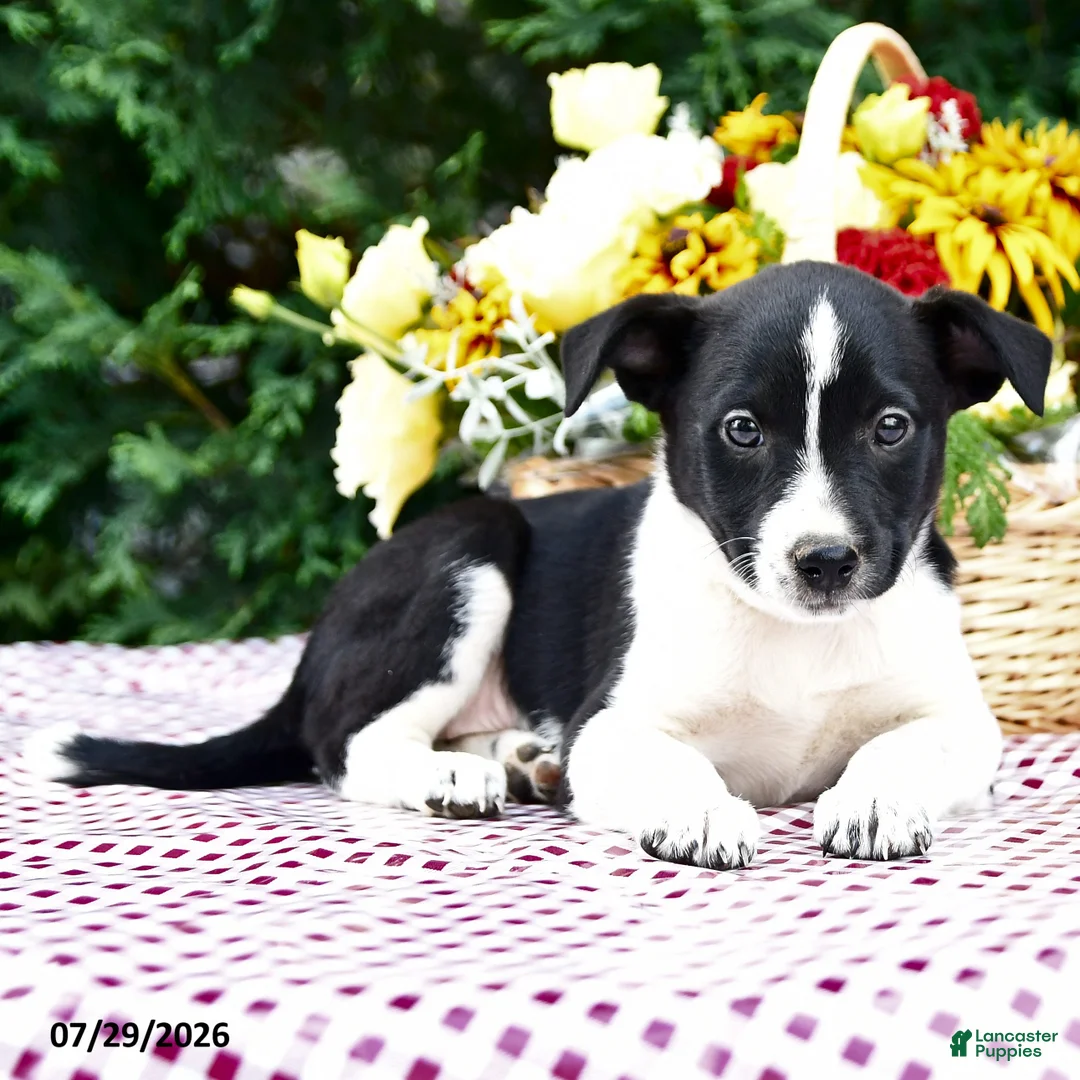 Mixed Breed dogs for sale: Cassie   - Ad 2