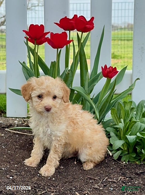 Miniature Poodle dogs Dusty - Ad 2