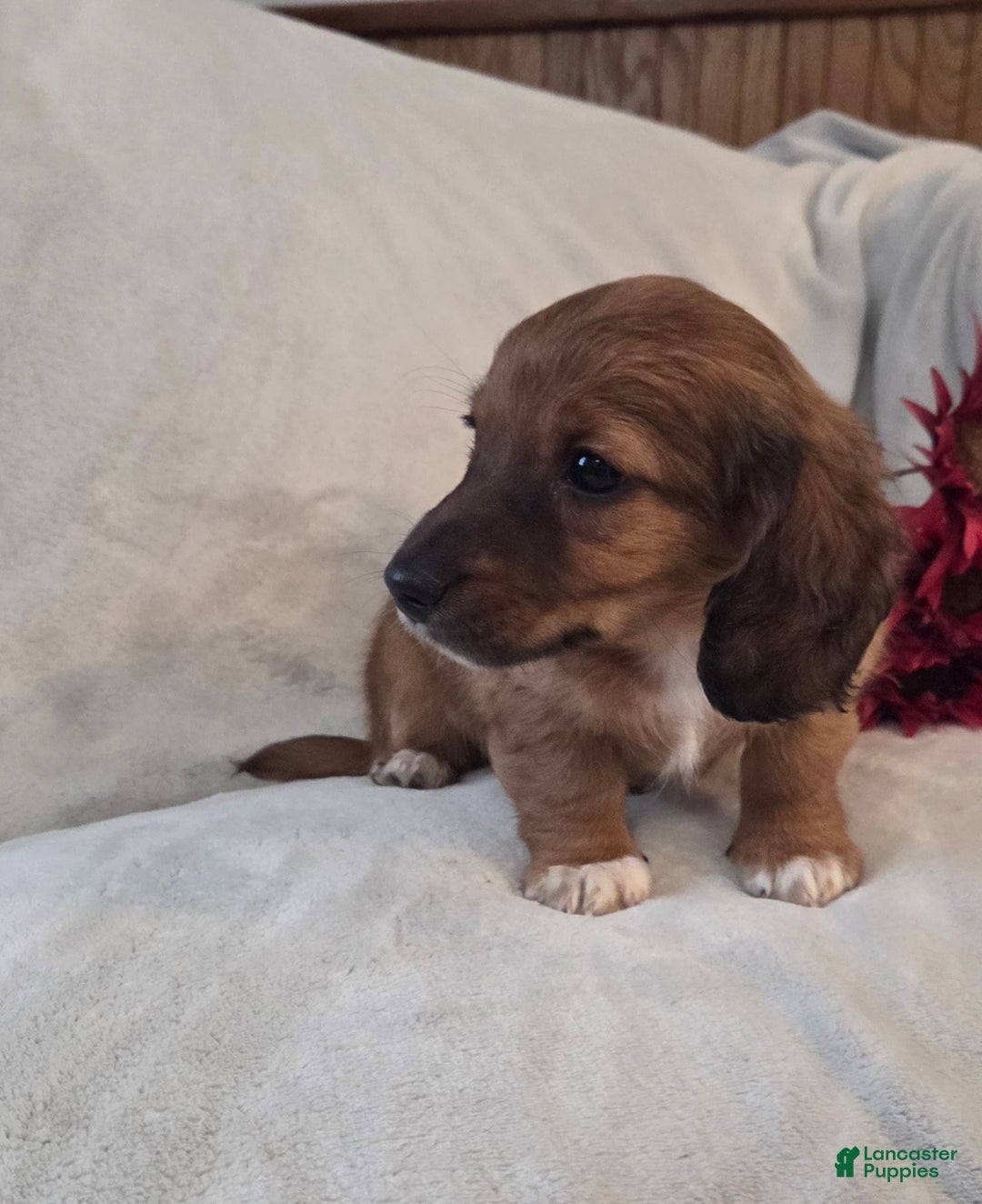 Miniature Dachshund dogs for sale: Mocha - Ad 4