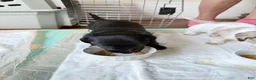 Dachshund dogs for sale: Tank - Ad 3