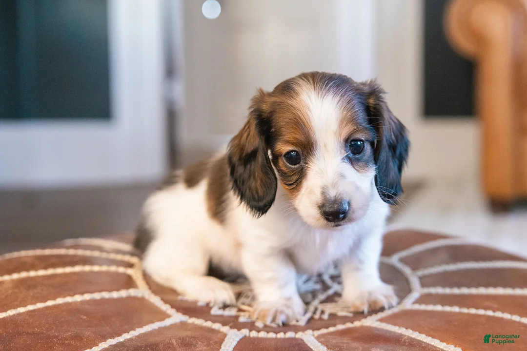 Miniature Dachshund dogs for sale: Ingrid Floppenstein - Ad 1