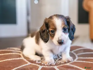 Miniature Dachshund dogs Ingrid Floppenstein - Ad 1