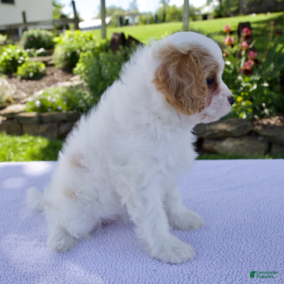 Cavapoo dogs for sale: Darla - Ad 2
