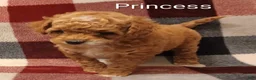 Toy Poodle dogs for sale: Carmella - Ad 10