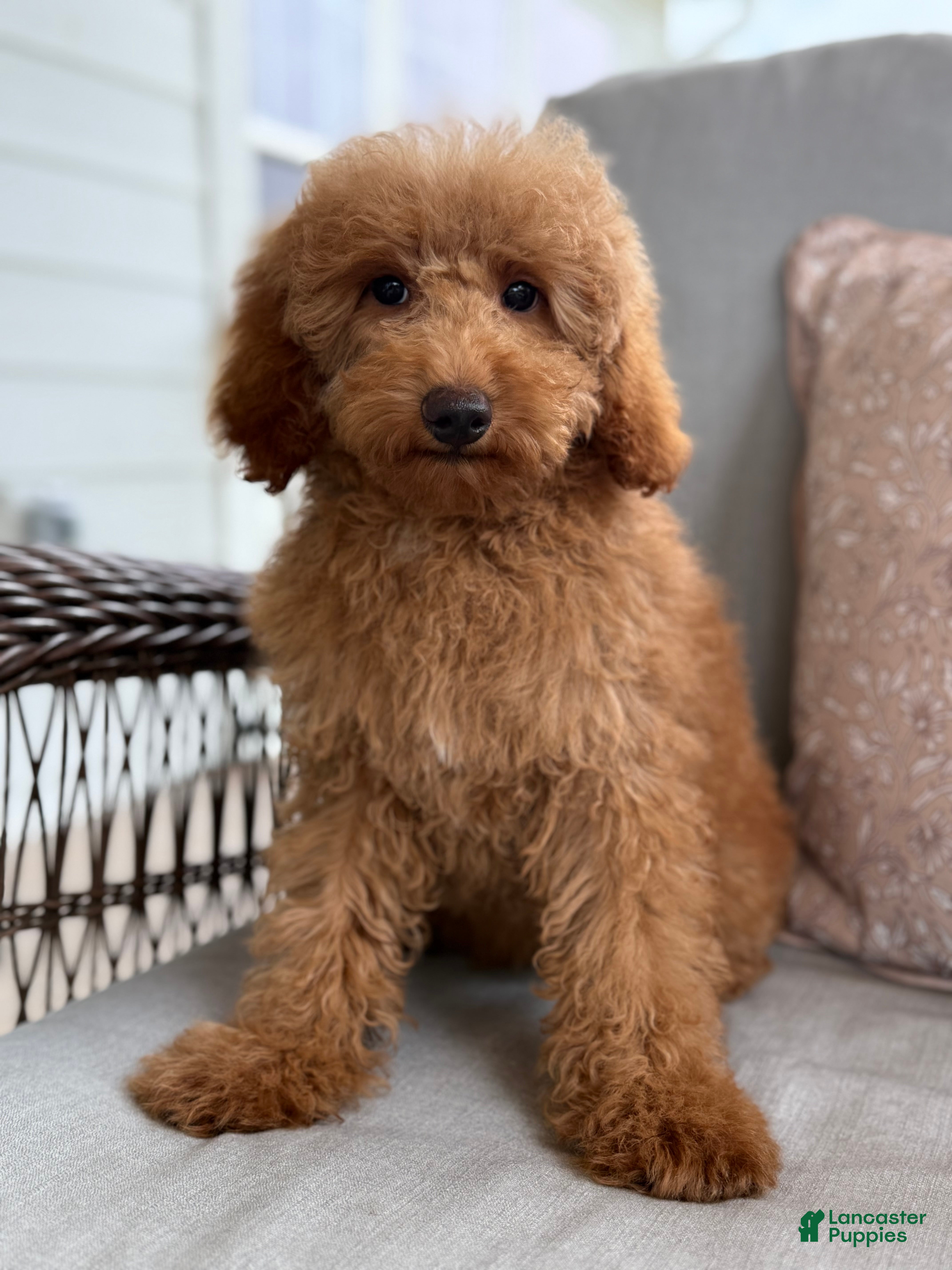 Mini Goldendoodle dogs Mini Goldendoodle 2 - Ad 2