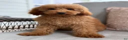 Mini Goldendoodle dogs for sale: Mini Goldendoodle 2 - Ad 2