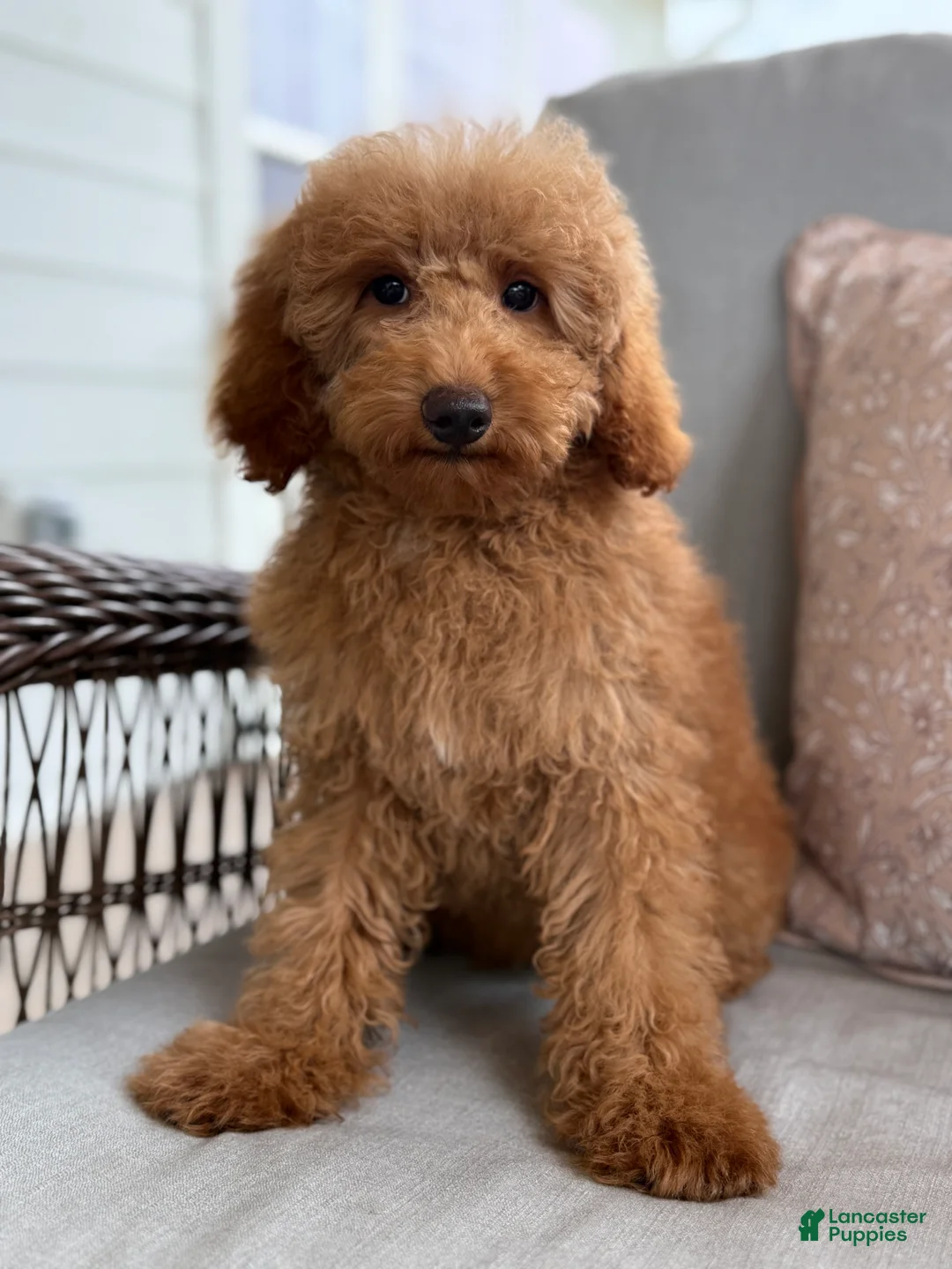 Mini Goldendoodle dogs for sale: Mini Goldendoodle 2 - Ad 2