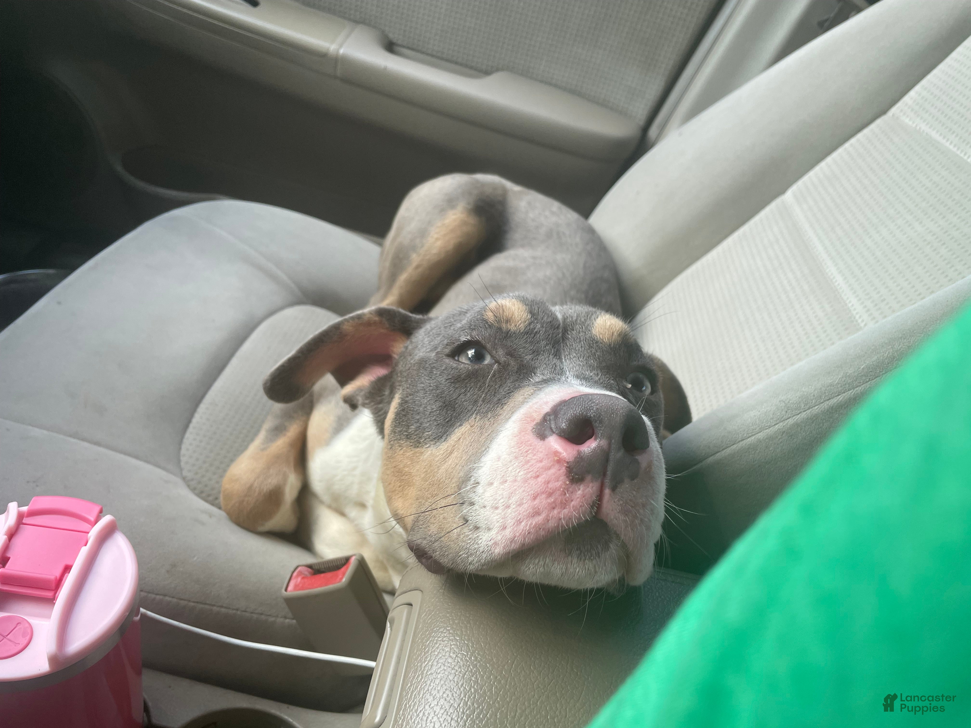 American Pit Bull Terrier dogs for sale: American Pit Bull Terrier Puppy 1 - Ad 3