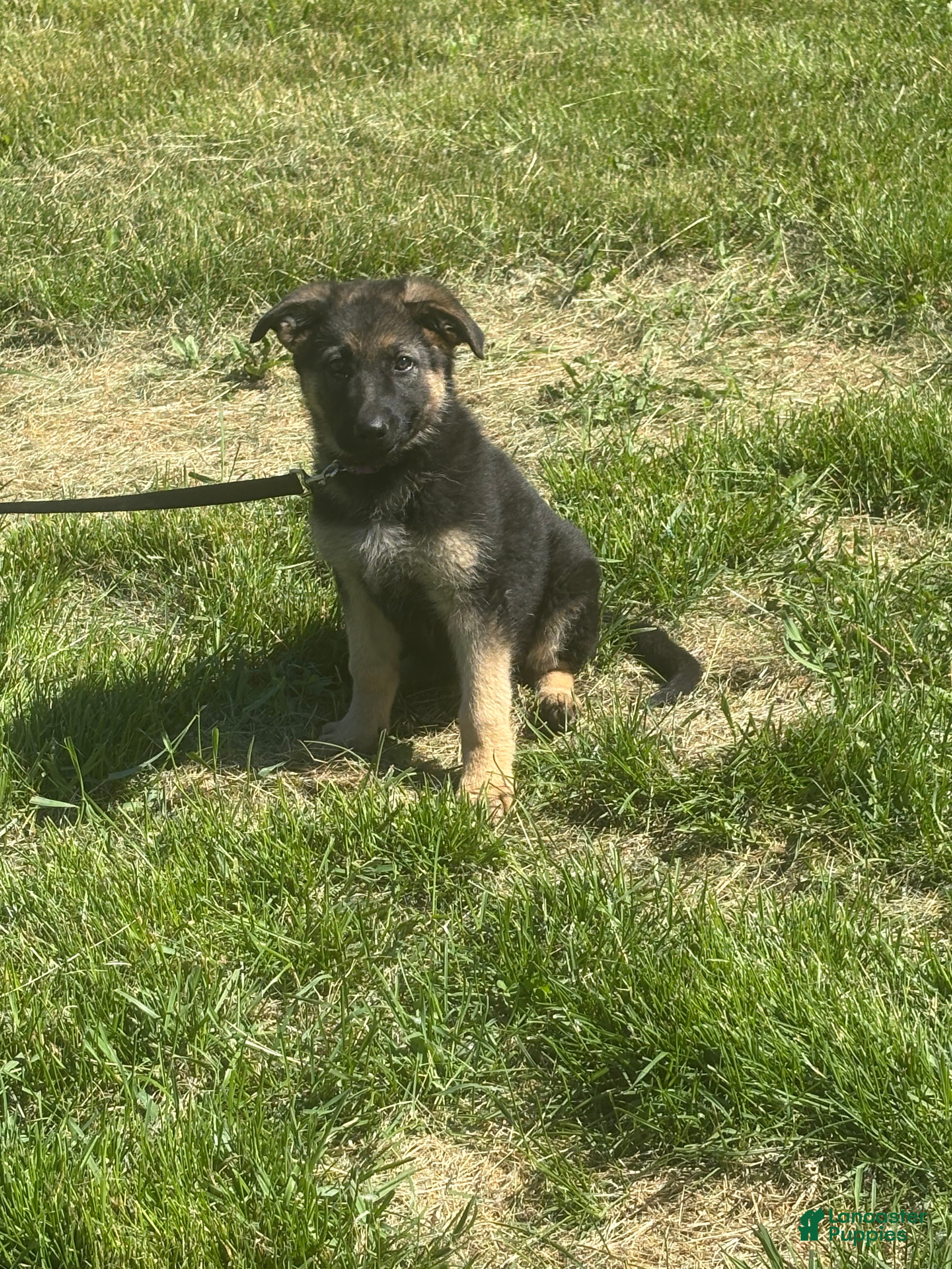 German Shepherd dogs Purple Collar Female  - Ad 2