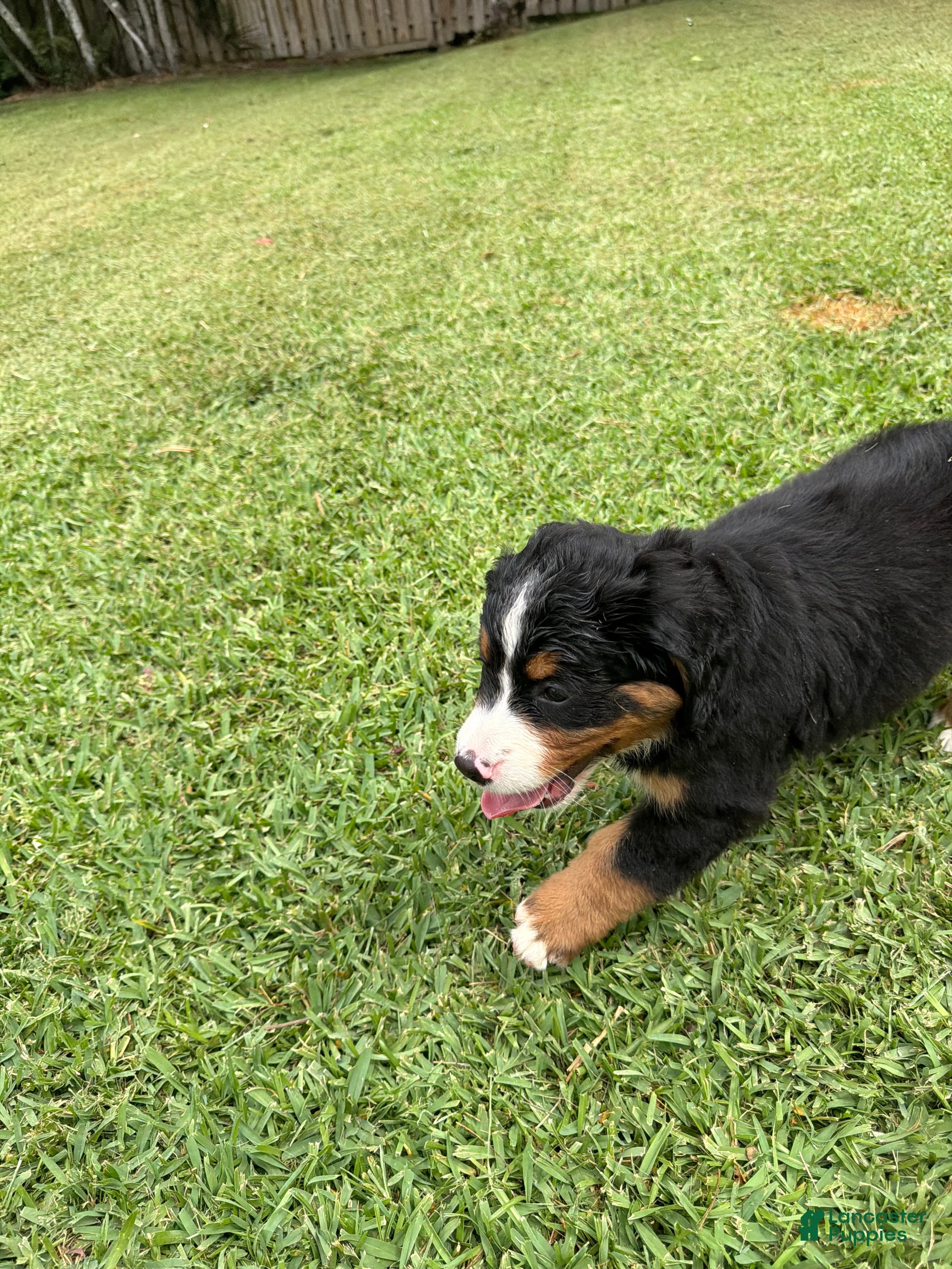 Bernese Mountain Dog dogs Bernese Mountain Dog 6 - Ad 2