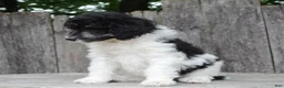 Standard Poodle dogs for sale: Sage AKC standard poodle - Ad 17