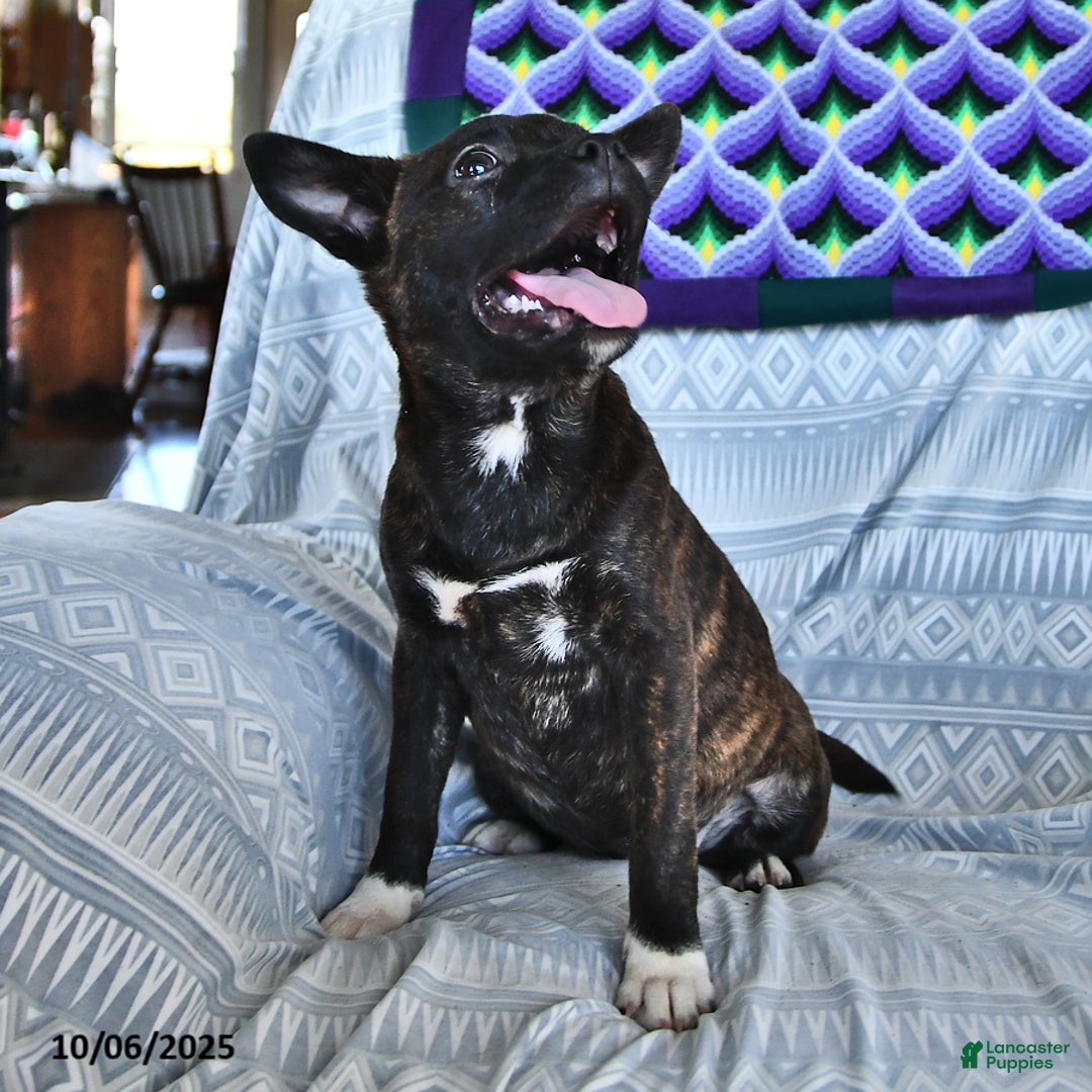 Other breed dogs for sale: Babe - Ad 5