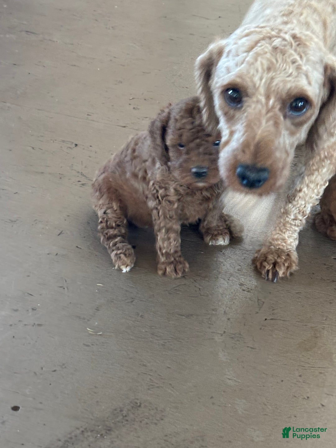 Miniature Poodle dogs for sale: Burt - Ad 2