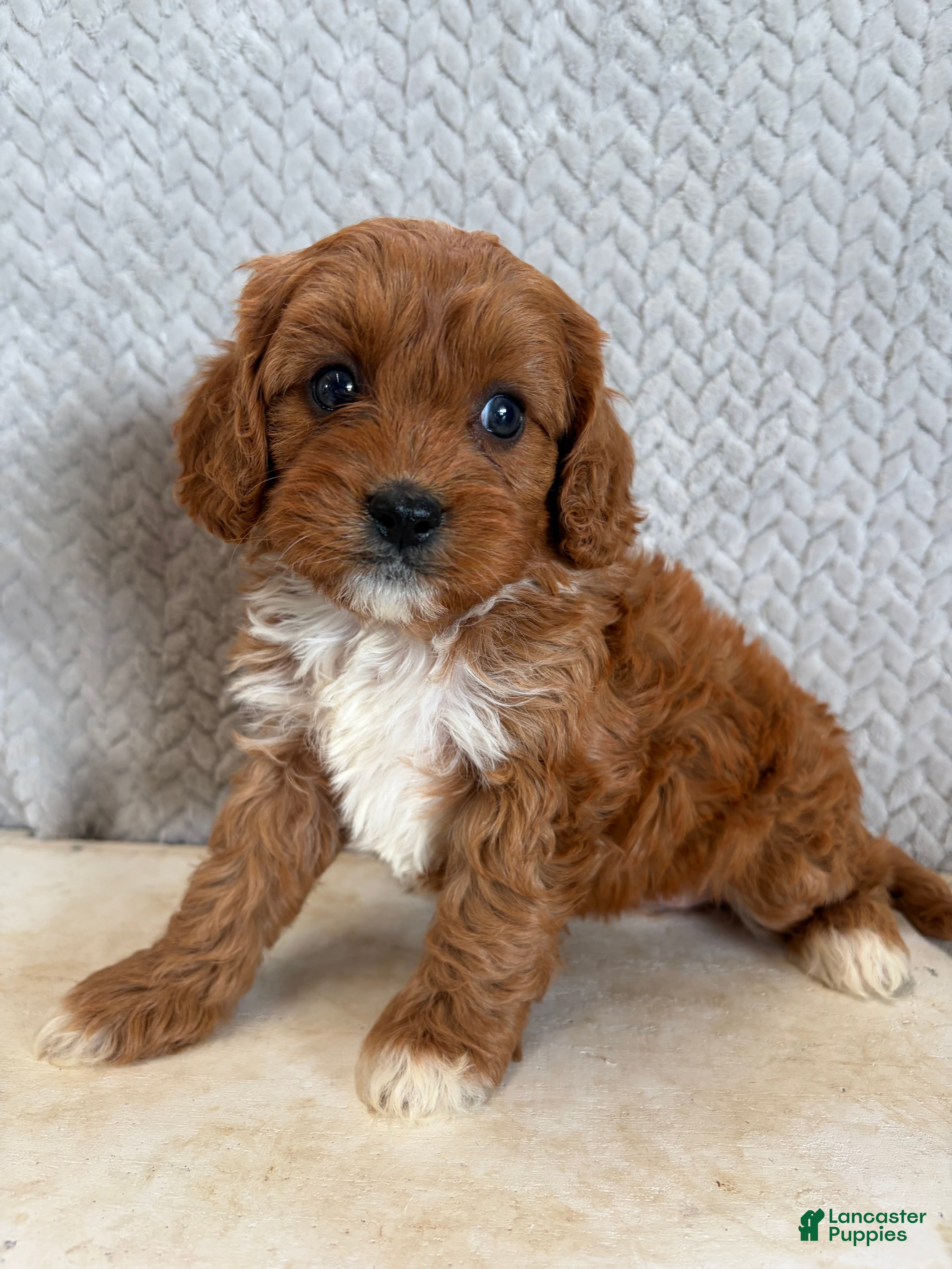 Cavapoo dogs Maple - Ad 1