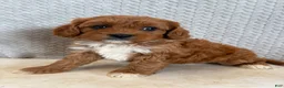 Cavapoo dogs for sale: Maple - Ad 1
