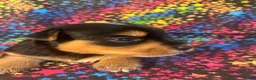 Yorkshire Terrier dogs for sale: Yorkshire Terrier 4 girl  - Ad 4