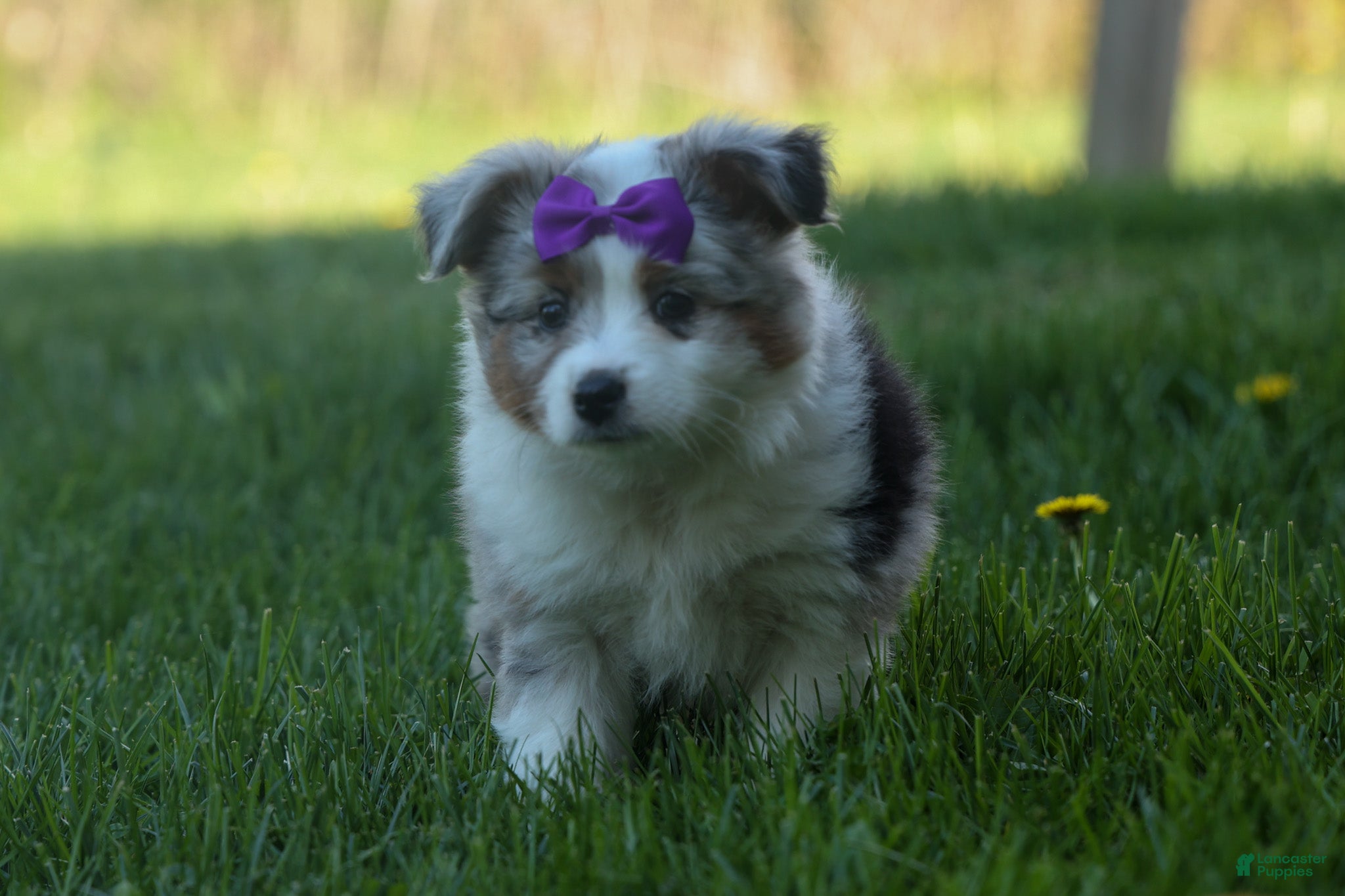 Australian Shepherd dogs MUFFIN - Ad 2