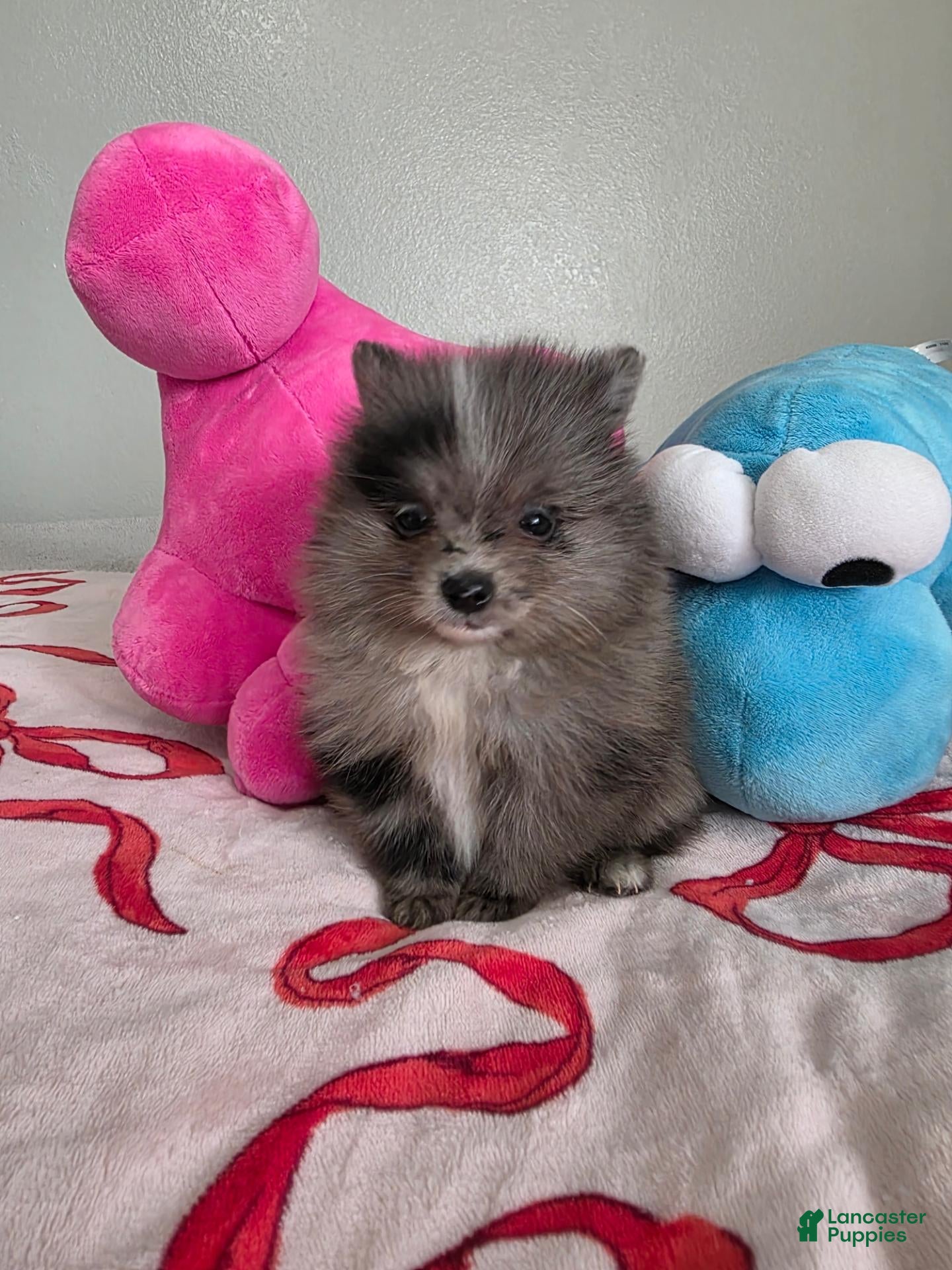 Pomeranian dogs for sale: Diamond  - Ad 11