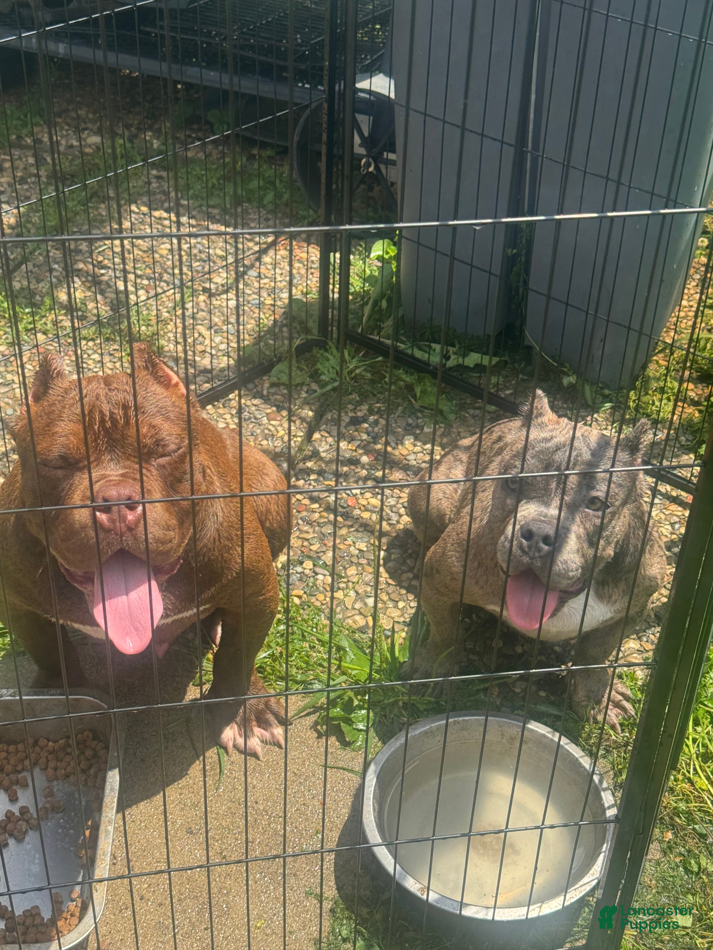 Jax American Bully for sale in Columbus | Lancaster Puppies