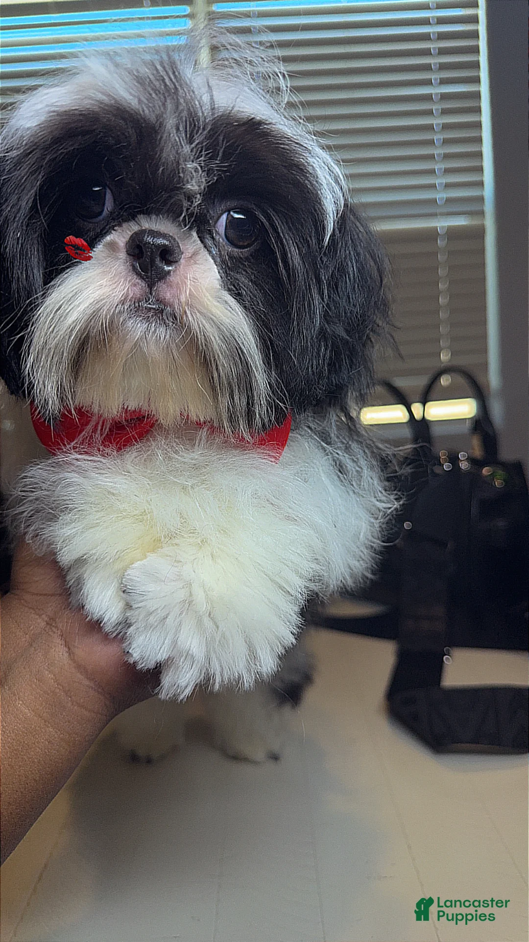 Shih Tzu dogs for sale: AKC Ronnie - Ad 2