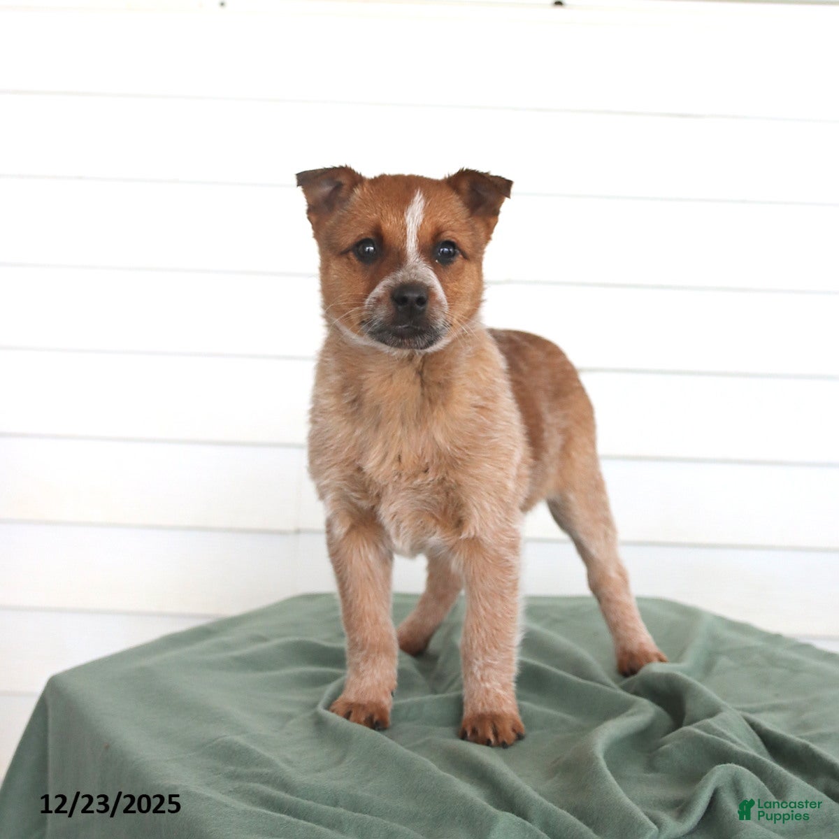 Australian Cattle Dog dogs Opal - Ad 8