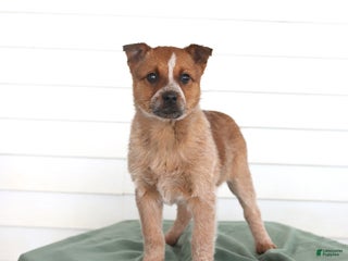 Australian Cattle Dog dogs Opal - Ad 8