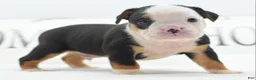 Mixed Breed dogs for sale: Diesel - Ad 18