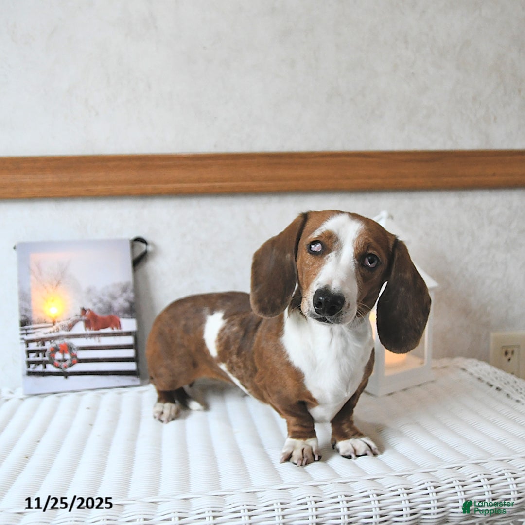 Miniature Dachshund dogs for sale: Connie SPECIAL NEEDS - Ad 2