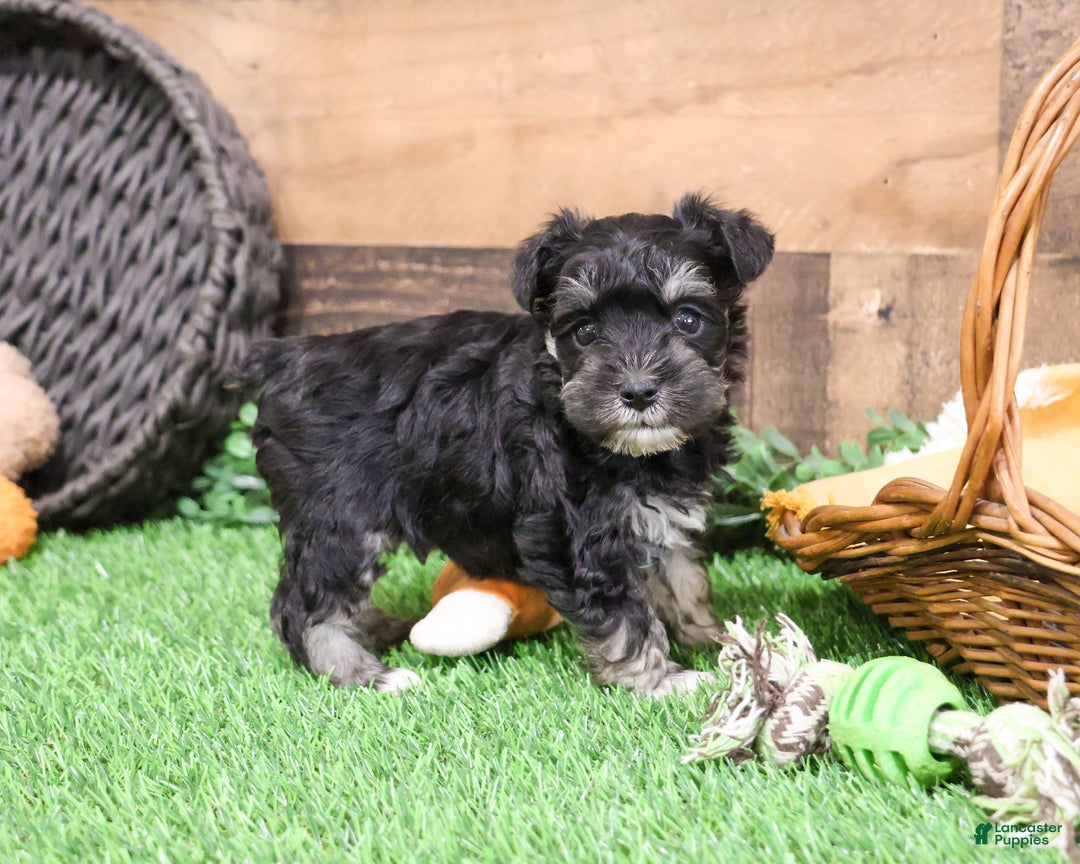 Miniature Schnauzer dogs for sale: Pepe - Ad 7