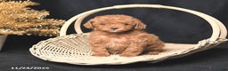 Toy Poodle dogs for sale: Tiny Destiny - Ad 3