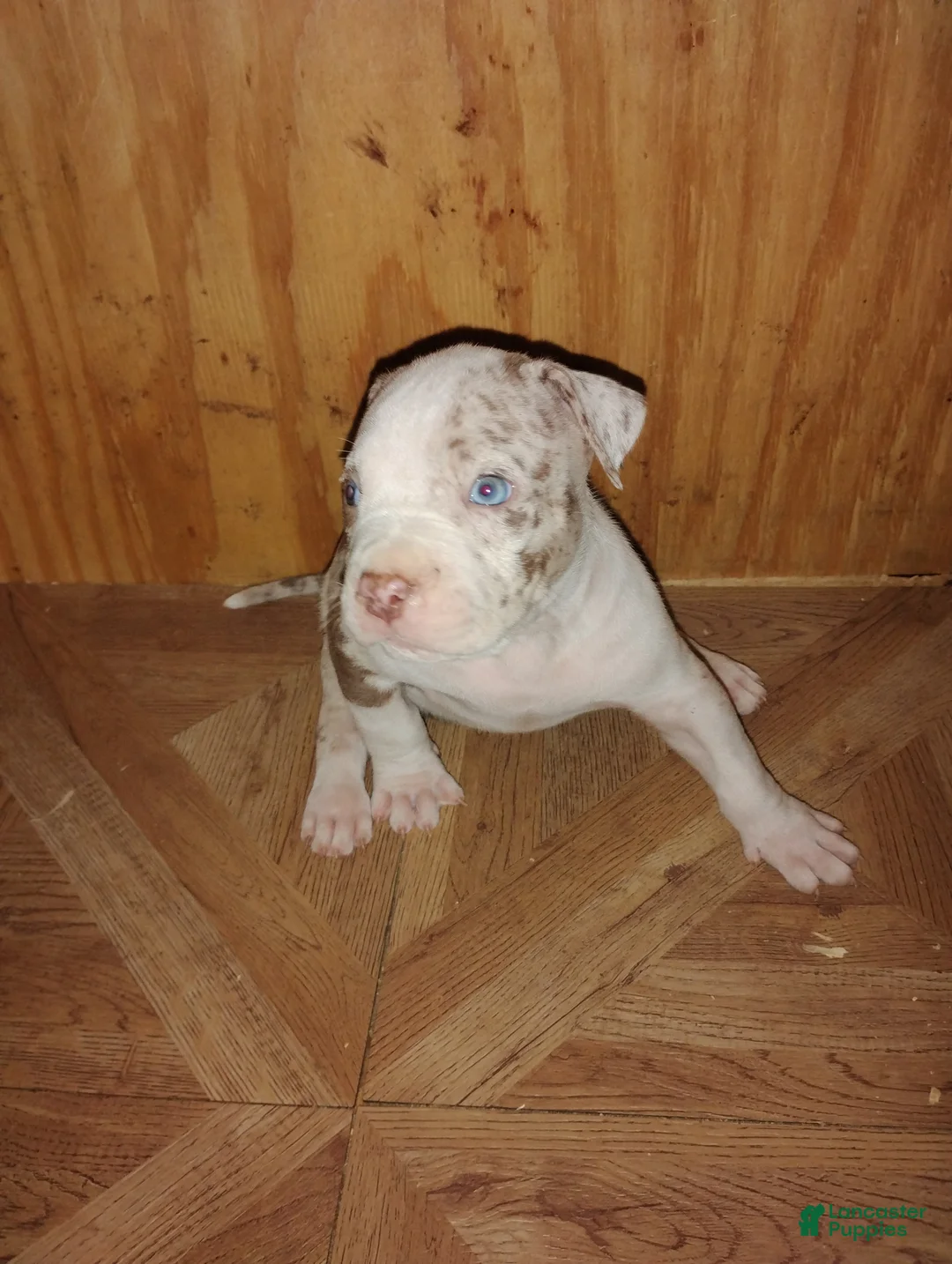 American Bully dogs for sale: American Bully Puppy 5 - Ad 5