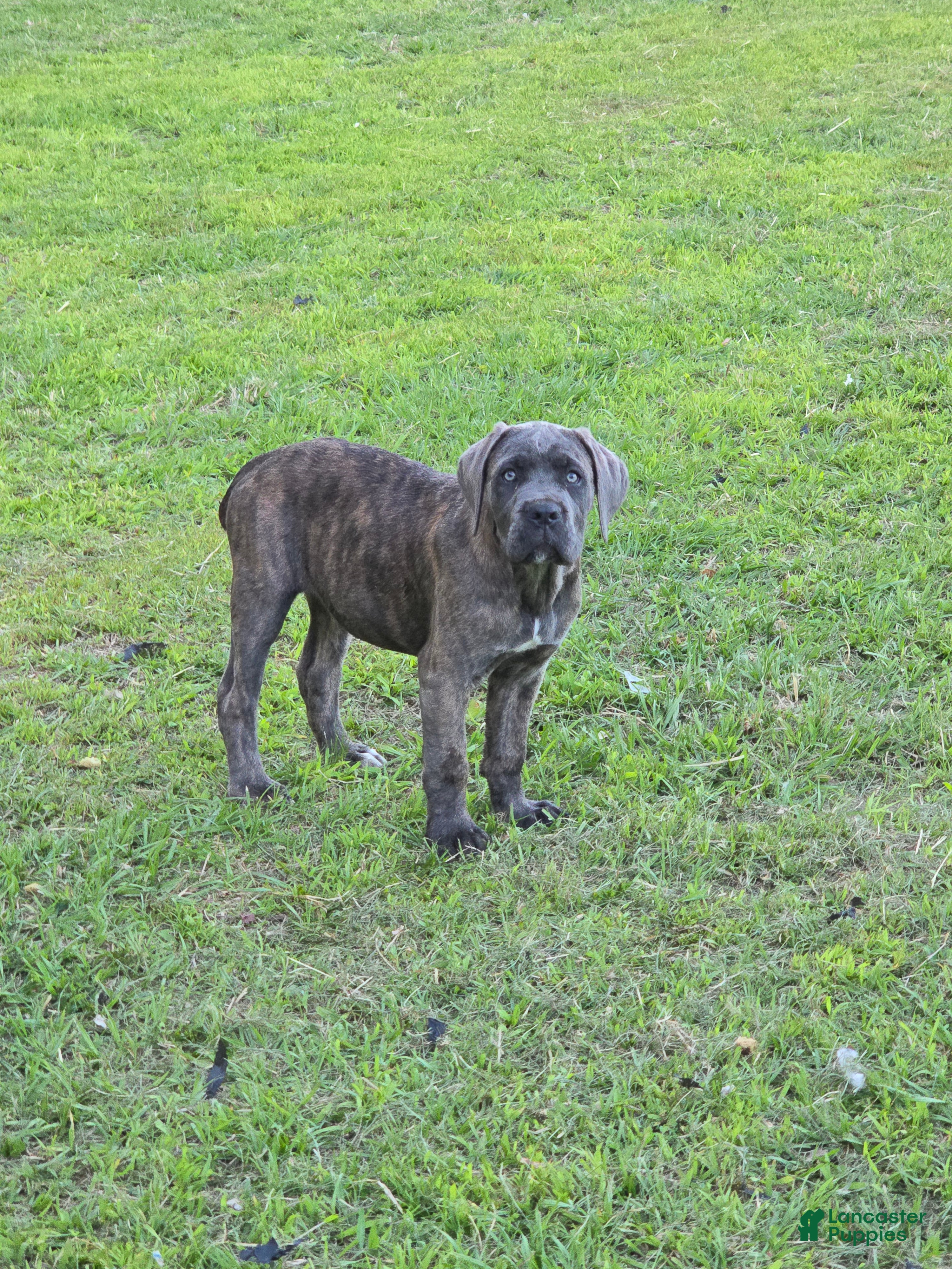 Cane Corso dogs Cane Corso Puppy 2 - Ad 1