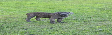 Cane Corso Puppy 2