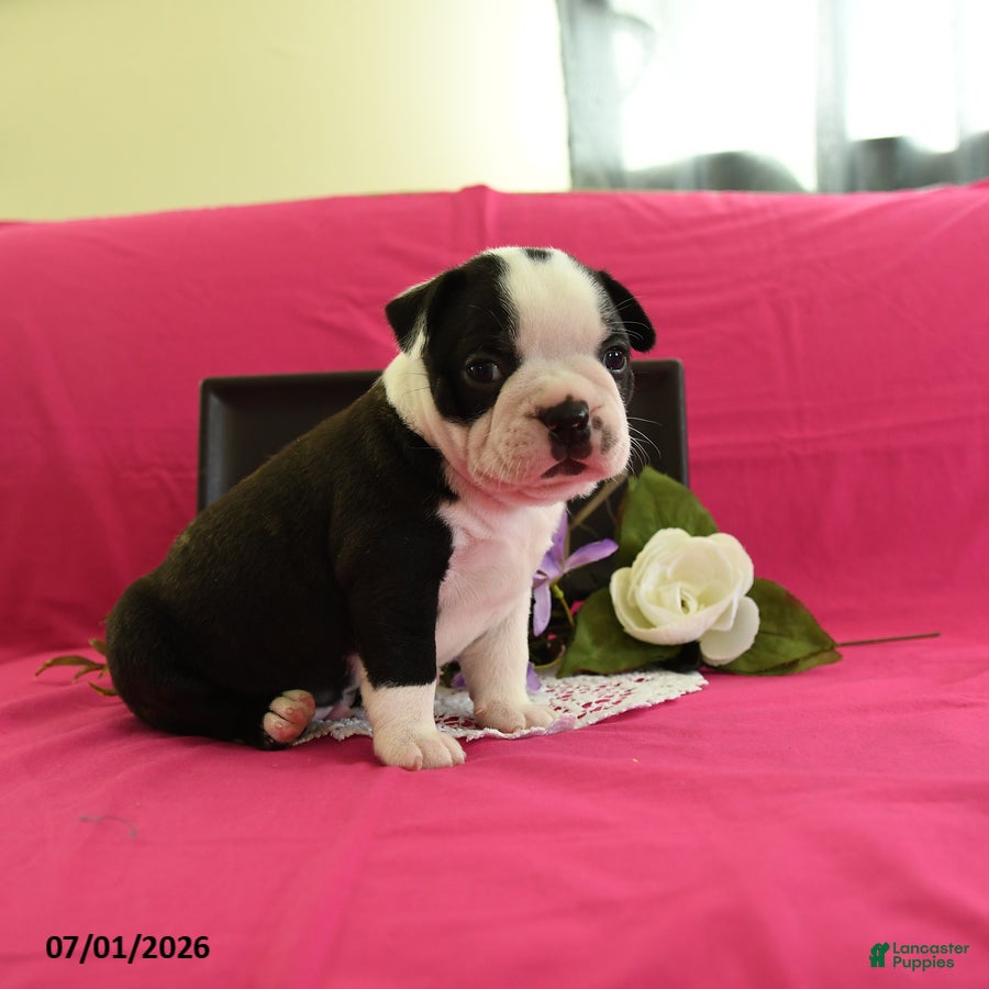 Boston Terrier dogs Vader - Ad 1