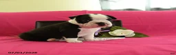 Boston Terrier dogs for sale: Vader - Ad 1