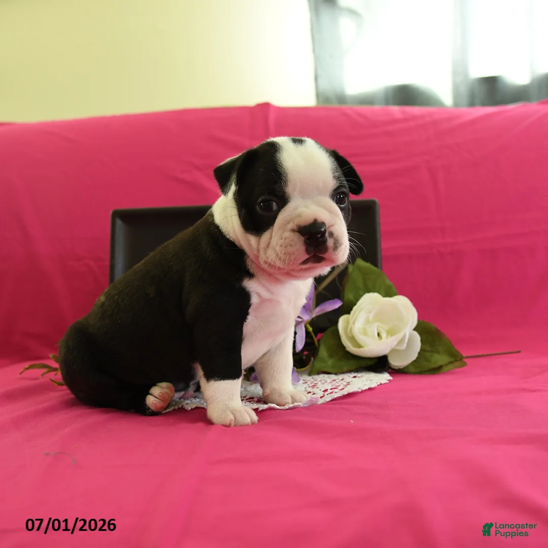 Boston Terrier dogs for sale: Vader - Ad 1