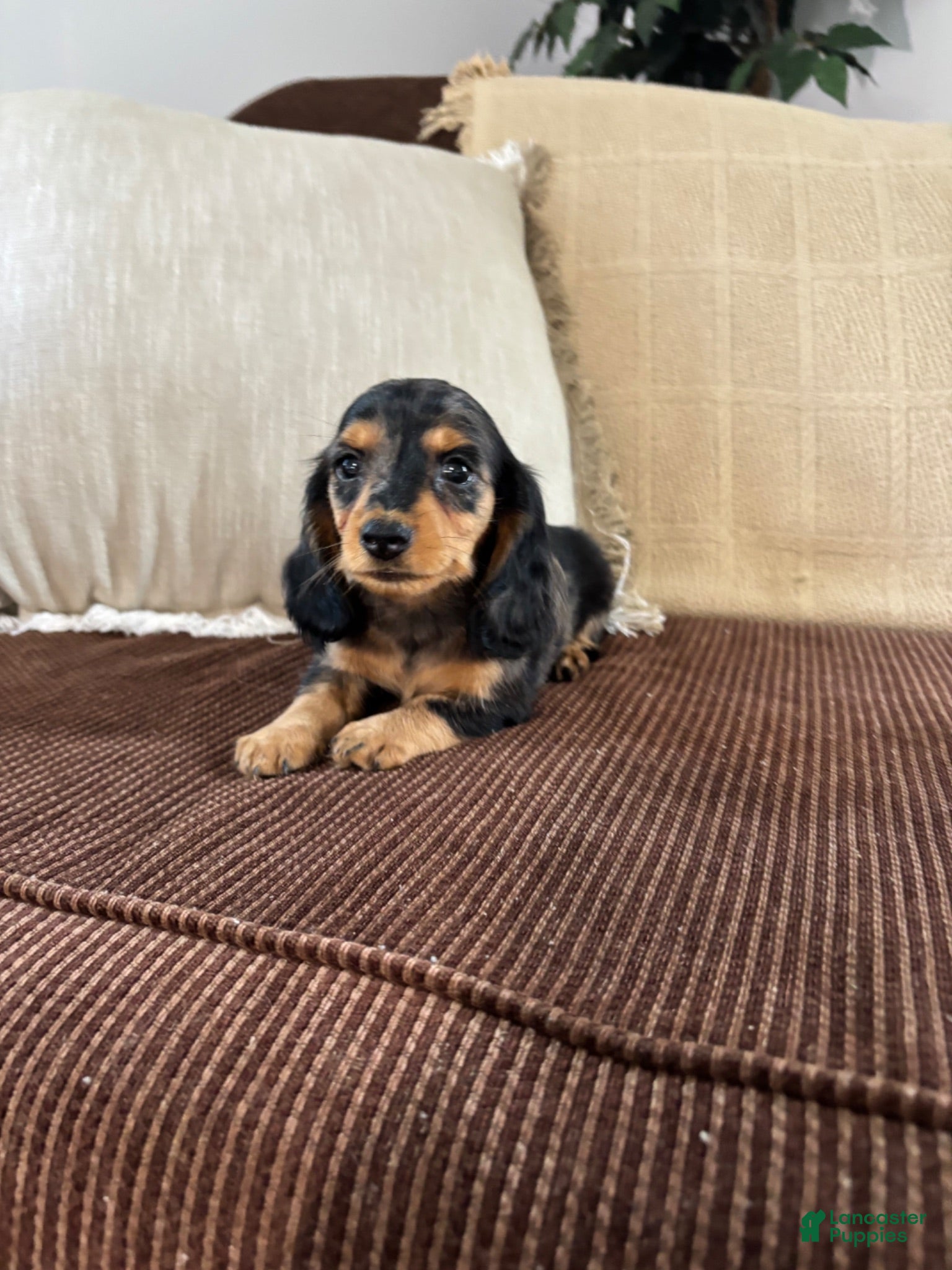 Miniature Dachshund dogs Miniature Dachshund 1 - Ad 1