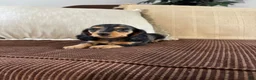 Miniature Dachshund dogs for sale: Miniature Dachshund 1 - Ad 1
