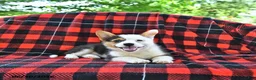 Welsh Corgi Pembroke dogs for sale: Bethany - Ad 4