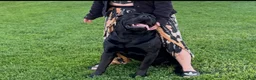 Cane Corso dogs for sale: Cane Corso 1 - Ad 5