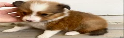 Shetland Sheepdog dogs for sale: Shervin  - Ad 4